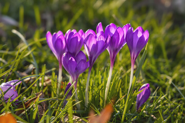 Beautiful purple crocuses in the grass, springtime outdoor theme - 579676747
