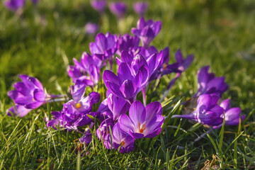 Beautiful purple crocuses in the grass, springtime outdoor theme - 579676765