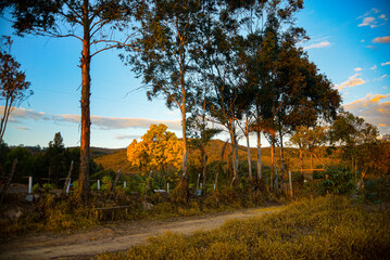 Late afternoon on a small dirt road flanked by cerrado trees and a flowering yellow ipe in the Serra do Gandarela National Park, Ouro Preto, Minas Gerais, Brazil