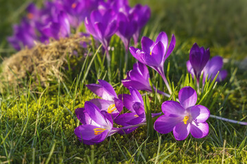 Beautiful purple crocuses in the grass, springtime outdoor theme - 579676982