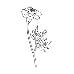 Vector illustration of flower. Marigold, carnation flower. Contour, doodle, tattoo,  silhouette. Isolated on white background.