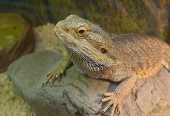 Lizard agama or central bearded dragon, Pogona vitticeps, sitting on a stone in a terrarium