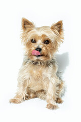 Kleiner süße Hund auf weißem Hintergrund