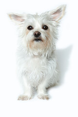 Kleiner süßer Hund auf weißem Hintergrund