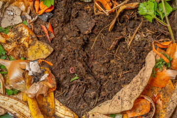 organic living compost in the detail. You can see biodegradable kitchen waste, wood ash, paper, soil and earthworms