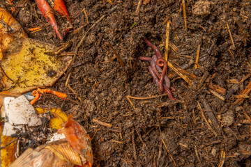 organic compost in the detail. You can see biodegradable kitchen waste, wood ash, paper, soil and earthworms
