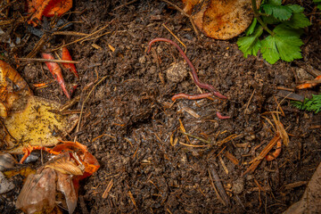 organic compost in the detail. You can see biodegradable kitchen waste, wood ash, paper, soil and earthworms