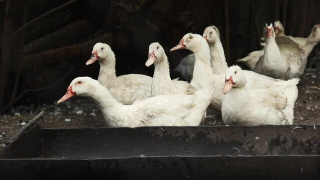Domestic duck on a farm in the village. A lot of white ducks walk around the farm yard in the countryside. Breeding ducks for meat. Business farming concept. A group of ducks in a small dirty chicken
