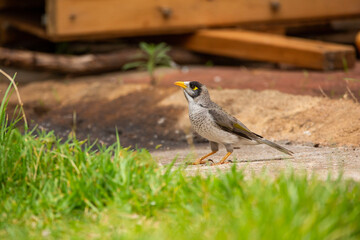 a group of Australian noisy miner birds feeding on a loaf of bread in the garden in Adelaide, South Australia