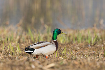 male mallard duck (anas platyrhynchos) standing in meadow - 579682549