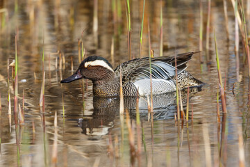 male garganey duck (anas querquedula) swimming - 579682566