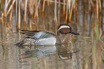side view swimming male garganey duck (anas querquedula) - 579682574