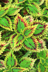Vivid Variegated Leaves of Painted Nettle or Coleus Plant in the Garden