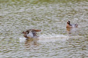 two male garganey ducks (anas querquedula) in water - 579682593