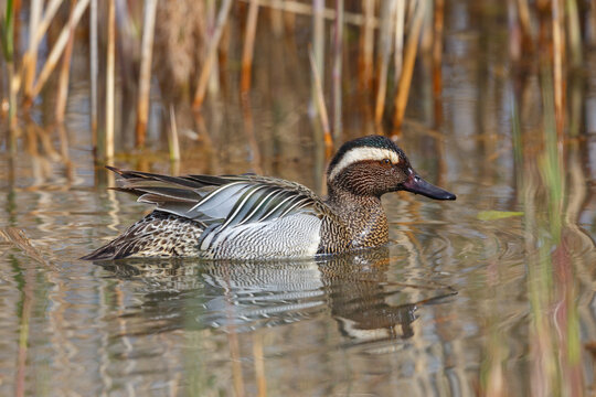 side view swimming male garganey duck (anas querquedula)