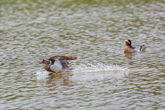 two male garganey ducks (anas querquedula) in water