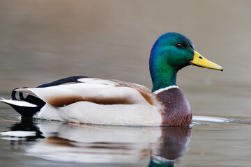 side view colorful swimming male mallard duck (anas platyrhynchos) - 579682700