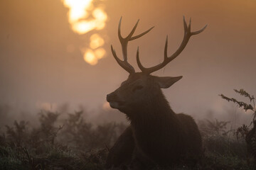 Red deer in mist at sunrise