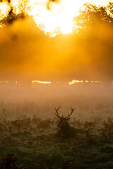 Naklejka na ściany i meble Red deer at sunrise in the misty forest