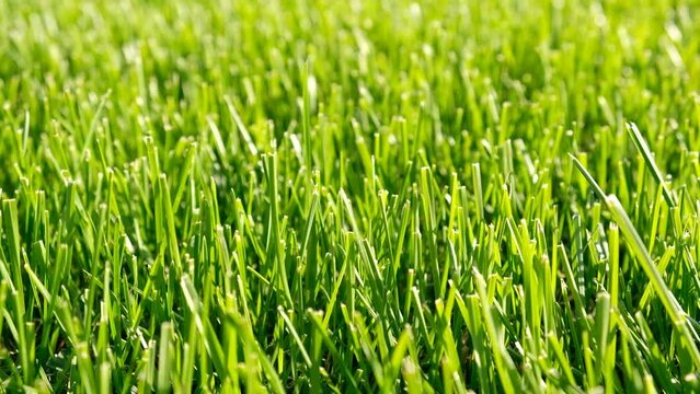 Close-up green grass, natural greenery texture of lawn garden. Blades of grass sway in the wind. Concept natural green background, lawn for training football pitch, Golf Courses, green lawn pattern.