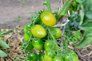Green tomatoes on a vine with green leaves isolated on garden bed, close-up