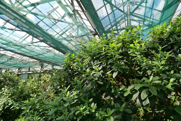 Protection and safe of rare plant species. Green plants grows in hothouse