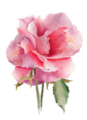 Watercolor illustration of a bright pink rose flower with a green steam amd some leaves