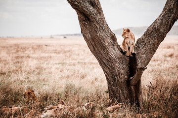 Tansania Löwe mit Familie