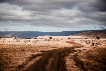 Fototapeta na wymiar Tansania Ngorongoro Zebras