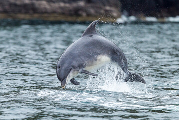 dolphin jumping out of water © Mick Taylor