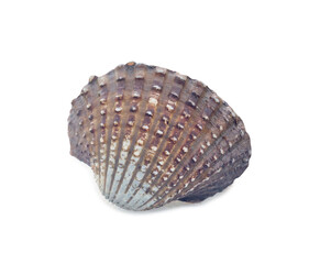 Single fresh cockle isolated on white background with clipping path