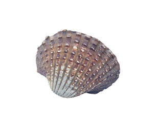 Single fresh cockle isolated on white background with clipping path in png file format