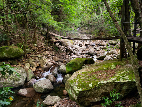 Suspension bridge over the rocky stream at Minnamurra Rainforest in Budderoo National Park, Jamberoo, NSW, Australia.