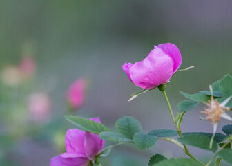 Wild Rose from Side