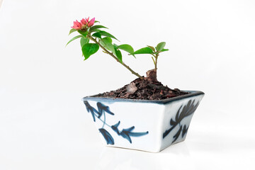 Miniature Bougainvillea hybrid in ceramic pots There are small, colorful flowers.