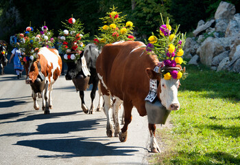 Swiss dairy cows (Simmental breed) decorated with flowers and huge bells, desalpes ceremony - cows...