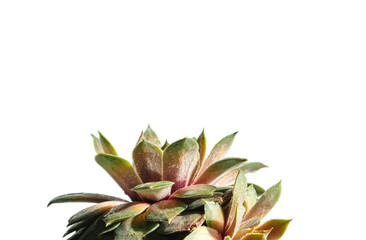 Succulent.Houseplant succulent close up on white background ,vegetable banner with copy space
