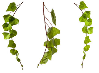 set / selection of green leaves of a ivy / hedera branch isolated on transparent background - png - image compositing footage - alpha channel - jungle - forest - nature