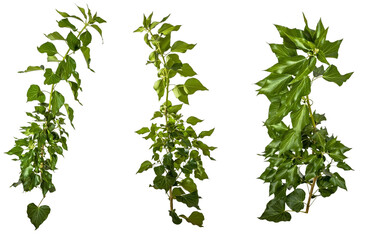 selection of green leaves of a ivy / hedera branch isolated on transparent background - png - image...