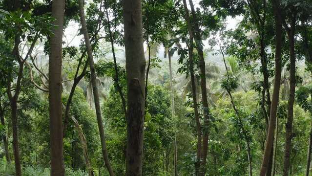 Slow pan of trees from inside lush green rainforest in Indonesia
