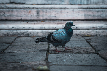 Pigeon in venice, Italy