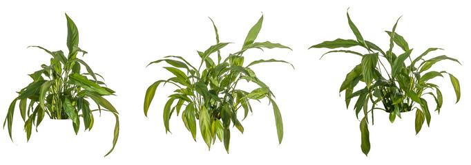 set / selection of green leaves of fern plant / palm isolated on a transparent background - png - image compositing footage - forest - jungle - nature