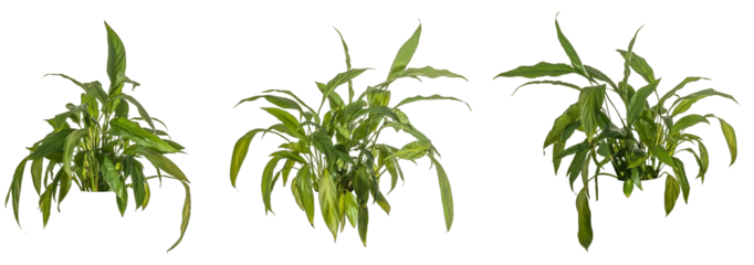 set / selection of green leaves of fern plant / palm isolated on a transparent background - png - image compositing footage - forest - jungle - nature