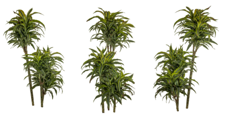 selection of green leaves of yucca palm / yuca isolated on transparent background - png - image compositing footage - alpha channel - desert - jungle - forest - beach - nature elements - high res