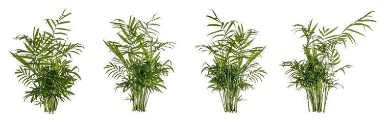 selection / set of green leaves of fern plant isolated on a transparent background - png - image...