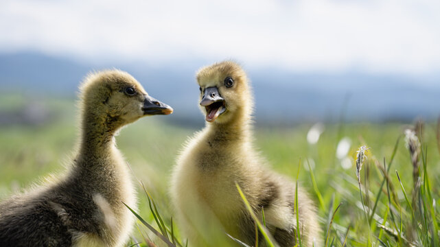 goose babies playing in the fresh grass