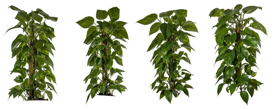 set / collection of green leaves of ivy isolated on transparent a background - png - image compositing footage - jungle - forest - wood - plant - high resolution