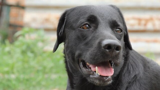 Close-up of the muzzle of a Labrador dog that looks up. a cute black dog is waiting for a command from the owner or is about to eat food. A dog is man's best friend.