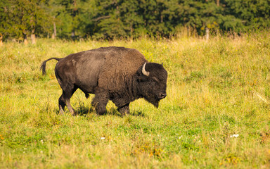 Plains bison (Bison bison) bull walking on grassland, Elk Island National Park Canada 