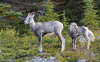 Stone Sheep (Ovis dalli stonei); ewe with lamb in forest, Stone Mountain Provincial Park, Canada